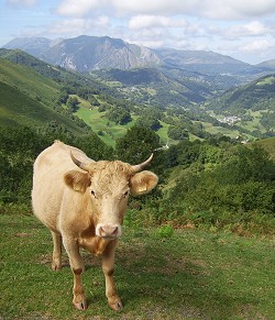 Fantastic Pyrenean walks